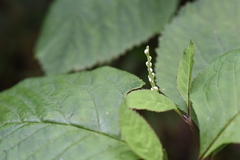 Chloranthus oldhamii