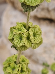 Pseudodictamnus undulatus