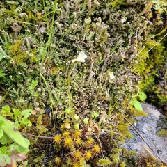 Romanzoffia thompsonii