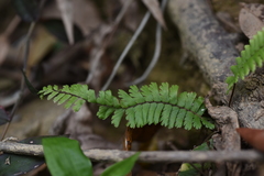 Adiantum malesianum