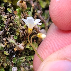 Romanzoffia thompsonii