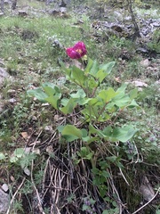 Paeonia mascula
