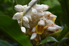 Alpinia hainanensis