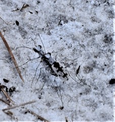 Ellipsoptera hirtilabris