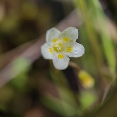 Romanzoffia thompsonii