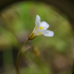 Romanzoffia thompsonii