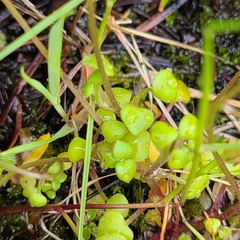 Romanzoffia thompsonii