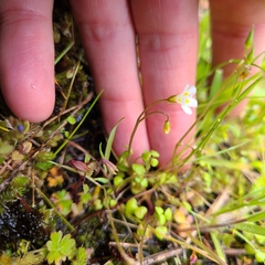 Romanzoffia thompsonii