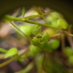 Romanzoffia thompsonii