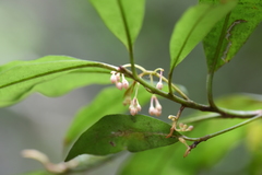 Ardisia quinquegona
