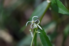 Pentasachme caudatum