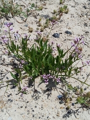 Chorispora tenella