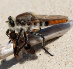 Eccritosia rubriventris