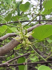 Bauhinia racemosa