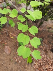 Bauhinia racemosa