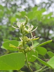 Bauhinia racemosa