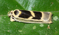 Antaeotricha renselariana
