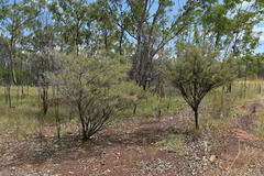 Calytrix exstipulata