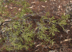 Calytrix exstipulata