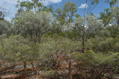 Calytrix exstipulata