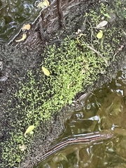 Utricularia subulata