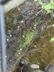 Utricularia subulata