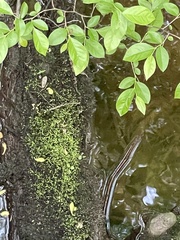 Utricularia subulata