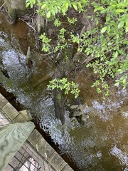 Utricularia subulata