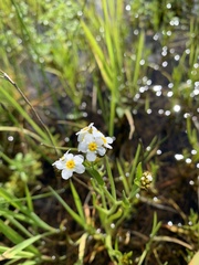 Plagiobothrys figuratus