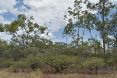 Eucalyptus tetrodonta
