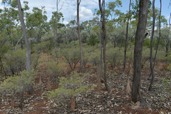Eucalyptus tetrodonta