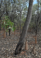 Eucalyptus tetrodonta