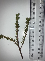 Pimelea oreophila lepta