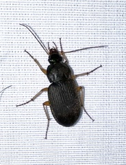 Chlaenius impunctifrons