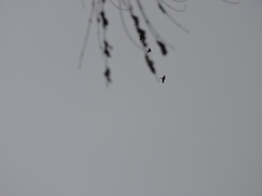 Psittacara holochlorus