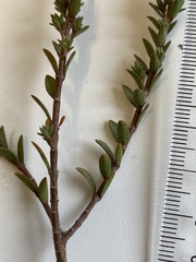 Pimelea oreophila lepta