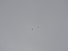 Psittacara holochlorus