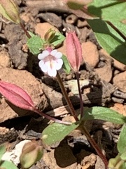 Erythranthe inconspicua