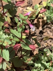 Erythranthe inconspicua