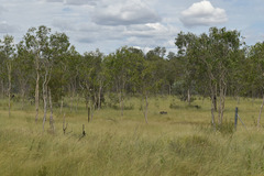 Melaleuca viridiflora attenuata