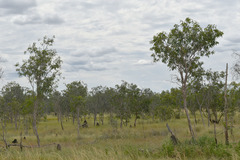 Melaleuca viridiflora attenuata