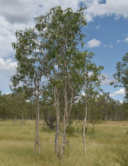 Melaleuca viridiflora attenuata