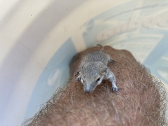 Planigale tenuirostris