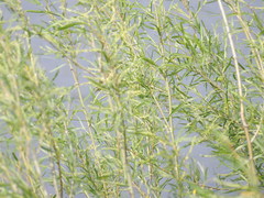 Oporornis agilis