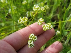 Valerianella nuttallii