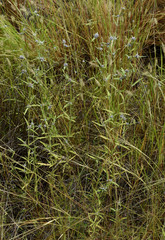 Spermacoce brachystema