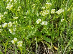 Valerianella nuttallii