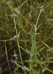 Spermacoce brachystema