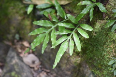 Leptochilus ellipticus