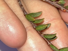 Pimelea oreophila lepta